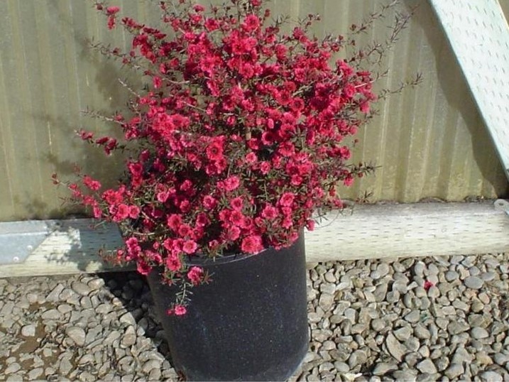 leptospermum-scoparium-ruby-glow-new-zealand-tea-tree
