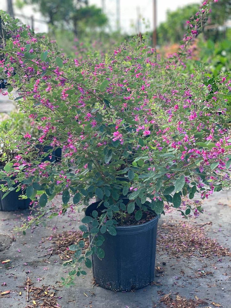 lespedeza-bicolor-shrub-bush-clover