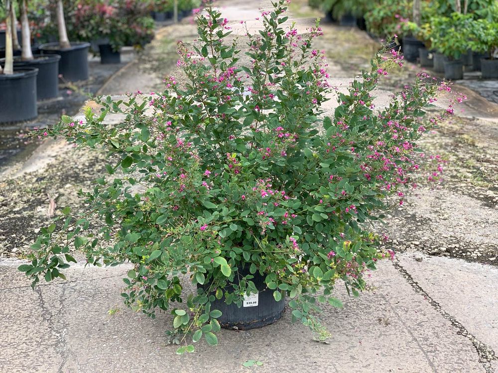 lespedeza-bicolor-shrub-bush-clover