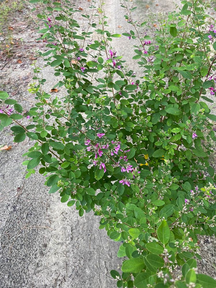 lespedeza-liukiuensis-little-volcano-little-volcano-bush-clover