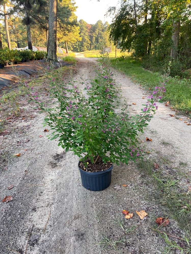 lespedeza-liukiuensis-little-volcano-little-volcano-bush-clover