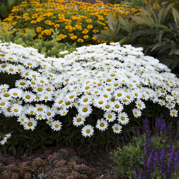 leucanthemum-superbum-amazing-daisies-daisy-may-shasta-daisy