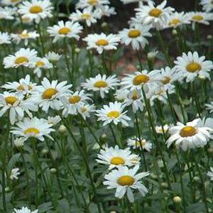 leucanthemum-superbum-becky-shasta-daisy