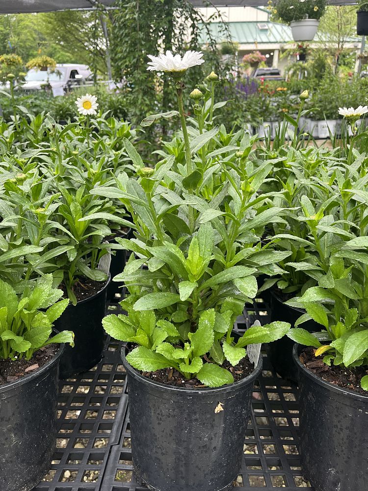 leucanthemum-superbum-becky-shasta-daisy