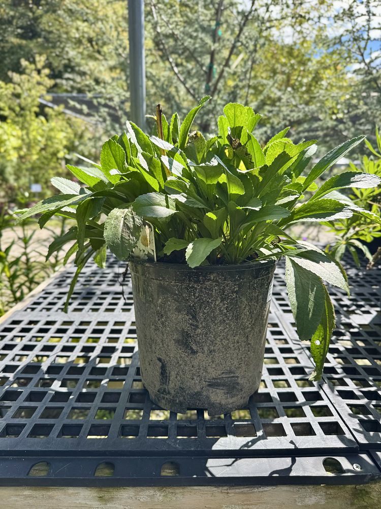 leucanthemum-superbum-becky-shasta-daisy