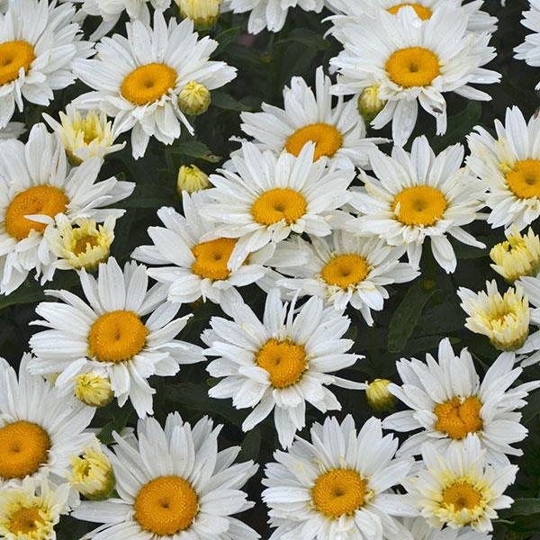 leucanthemum-superbum-cream-puff-shasta-daisy