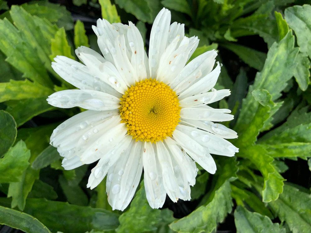 leucanthemum-superbum-cream-puff-shasta-daisy