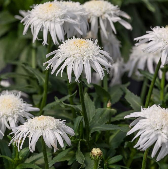 leucanthemum-superbum-daisy-carpet-angel-foxglove