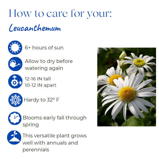 leucanthemum-superbum-daisy-carpet-angel-foxglove