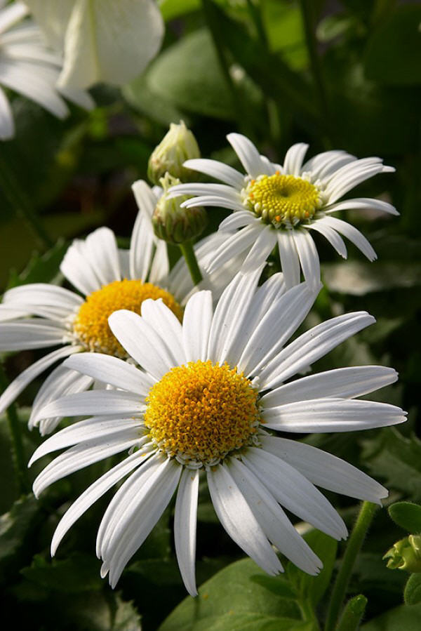leucanthemum-superbum-daisy-carpet-angel-foxglove