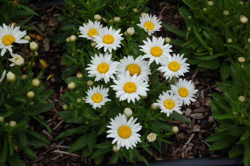 leucanthemum-superbum-madonna-shasta-daisy