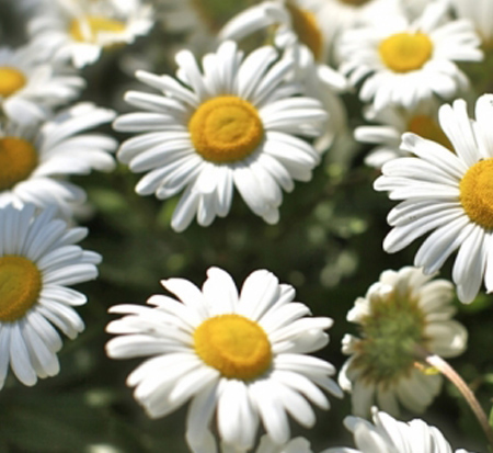 leucanthemum-superbum-montauk-shasta-daisy