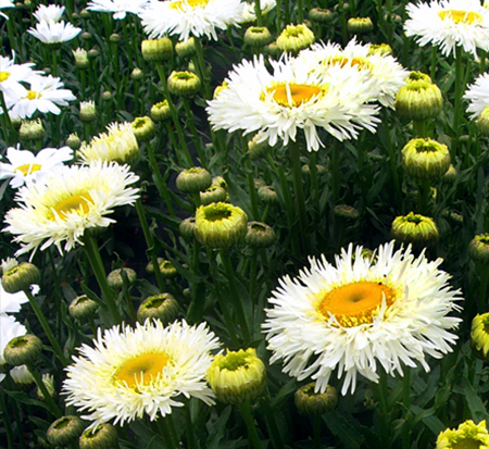 leucanthemum-superbum-real-galaxy-shasta-daisy
