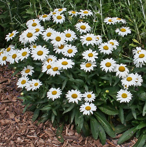 leucanthemum-superbum-snowcap-shasta-daisy