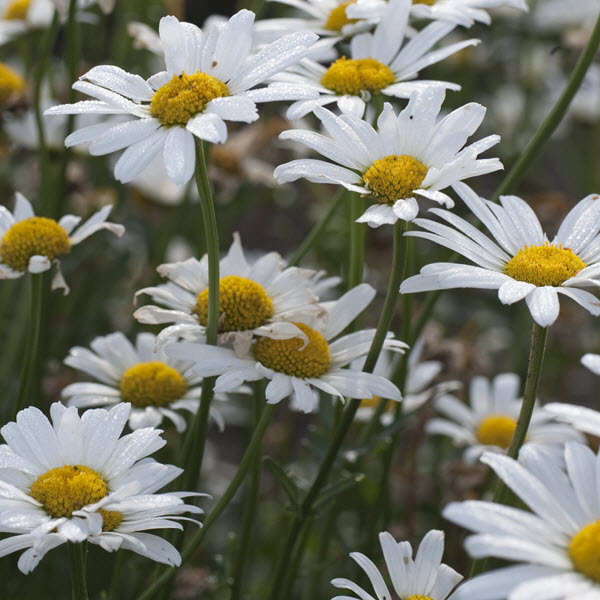 leucanthemum-superbum-white-breeze-shasta-daisy