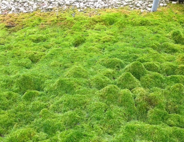 leucobryum-glaucum-pillow-moss