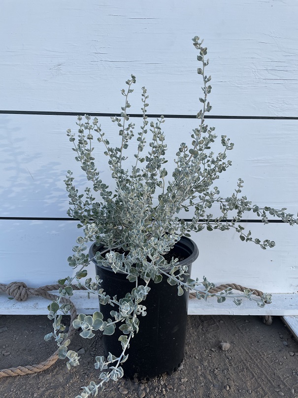 leucophyllum-candidum-silver-cloud