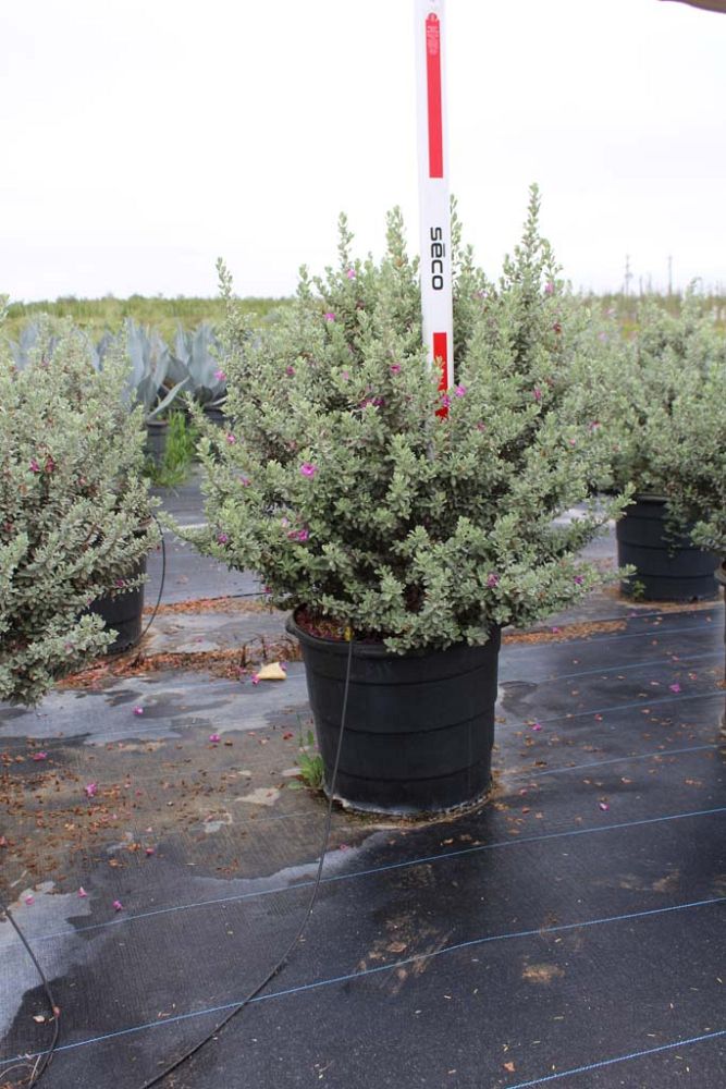 leucophyllum-frutescens-bertstar-dwarf-barometer-bush-cenizo-purple-sage-silverleaf-texas-ranger-texas-sage-leucophyllum-frutescens-silverado