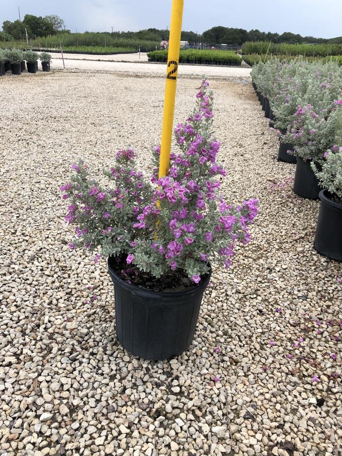 leucophyllum-frutescens-bertstar-dwarf-barometer-bush-cenizo-purple-sage-silverleaf-texas-ranger-texas-sage-leucophyllum-frutescens-silverado