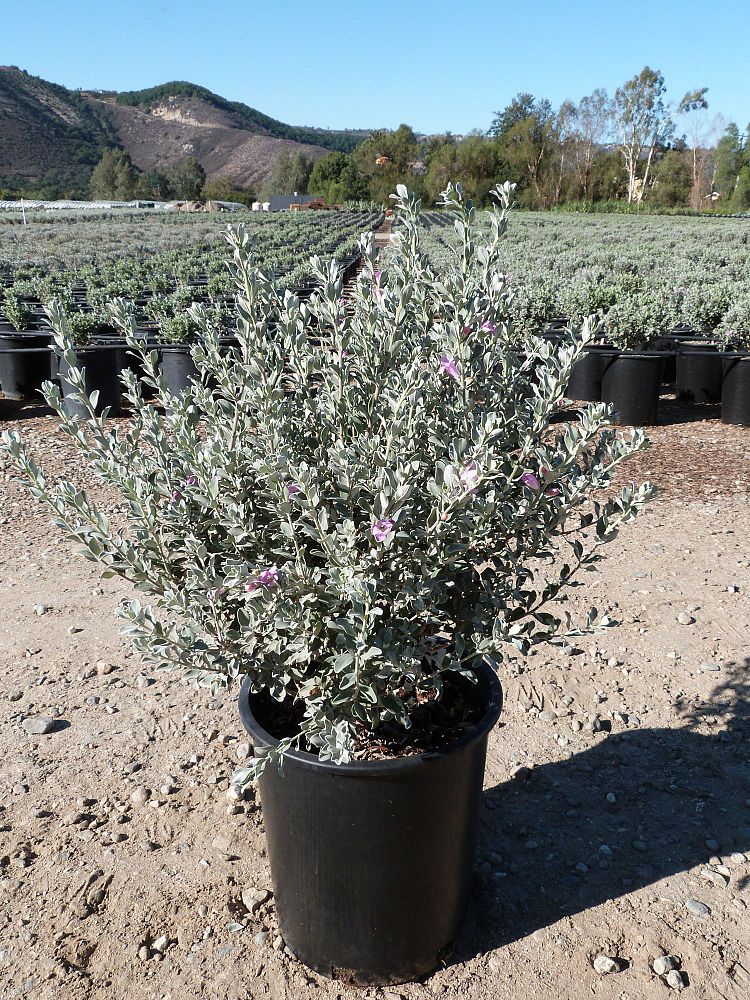 leucophyllum-frutescens-compacta-texas-sage-cenizo-barometer-bush-silverleaf-texas-ranger-purple-sage