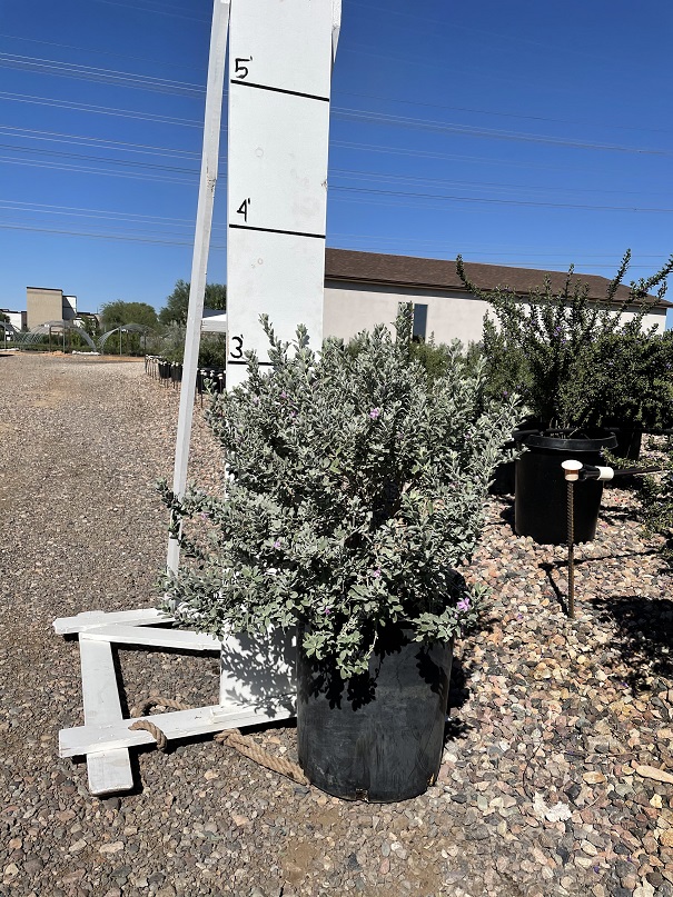 leucophyllum-frutescens-compacta-texas-sage-cenizo-barometer-bush-silverleaf-texas-ranger-purple-sage