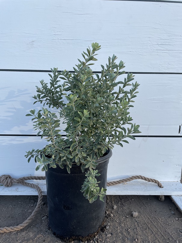 leucophyllum-frutescens-compacta-texas-sage-cenizo-barometer-bush-silverleaf-texas-ranger-purple-sage