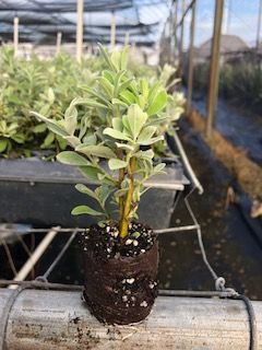 leucophyllum-frutescens-desperado-texas-sage-cenizo-barometer-bush-silverleaf-texas-ranger-purple-sage
