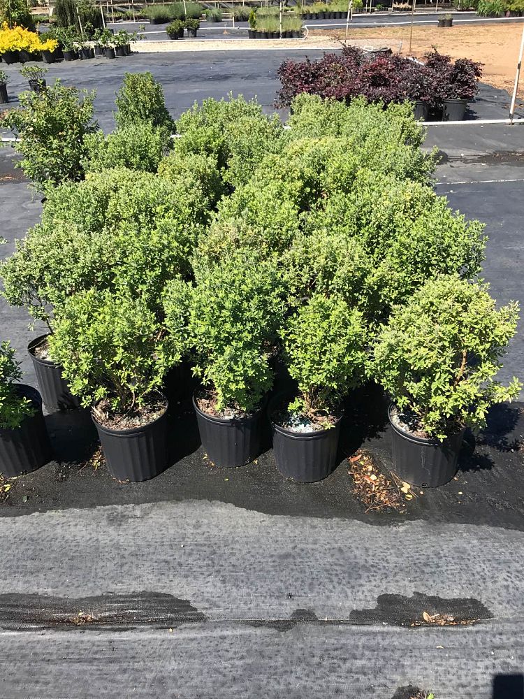 leucophyllum-frutescens-green-cloud-texas-sage-cenizo-barometer-bush-silverleaf-texas-ranger-purple-sage