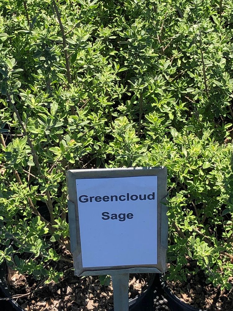 leucophyllum-frutescens-green-cloud-texas-sage-cenizo-barometer-bush-silverleaf-texas-ranger-purple-sage