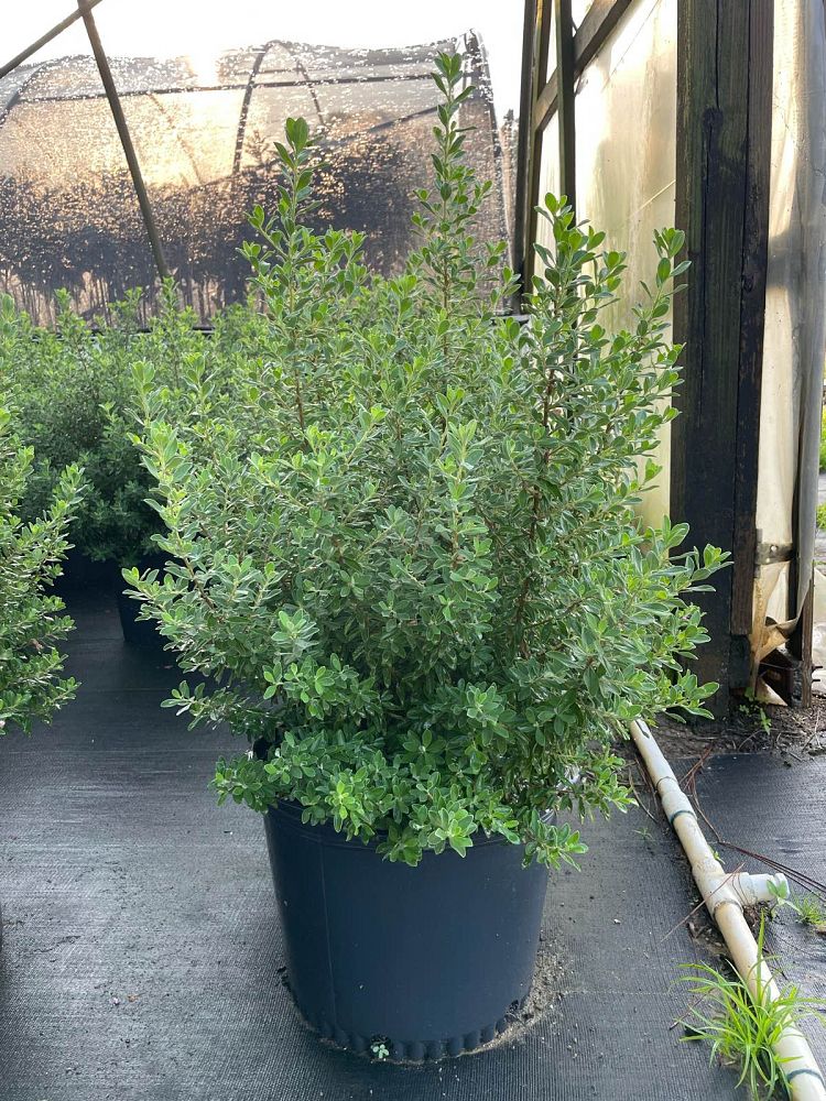 leucophyllum-frutescens-green-cloud-texas-sage-cenizo-barometer-bush-silverleaf-texas-ranger-purple-sage