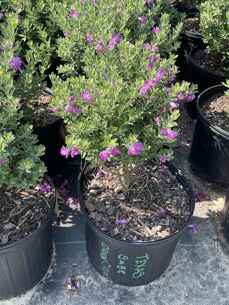 leucophyllum-frutescens-green-cloud-texas-sage-cenizo-barometer-bush-silverleaf-texas-ranger-purple-sage