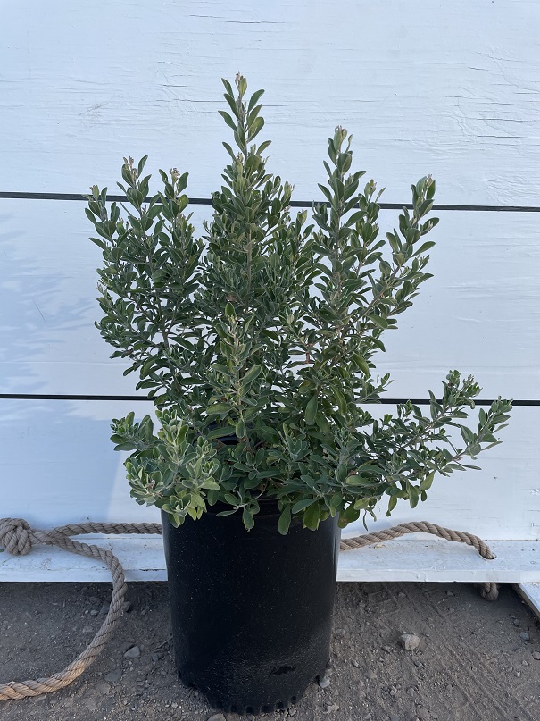 leucophyllum-frutescens-green-cloud-texas-sage-cenizo-barometer-bush-silverleaf-texas-ranger-purple-sage