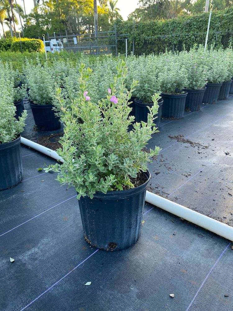leucophyllum-frutescens-green-cloud-texas-sage-cenizo-barometer-bush-silverleaf-texas-ranger-purple-sage