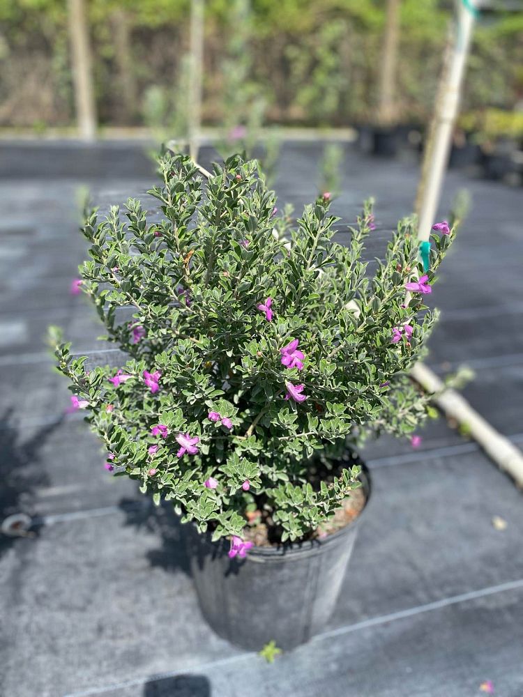 leucophyllum-frutescens-green-cloud-texas-sage-cenizo-barometer-bush-silverleaf-texas-ranger-purple-sage