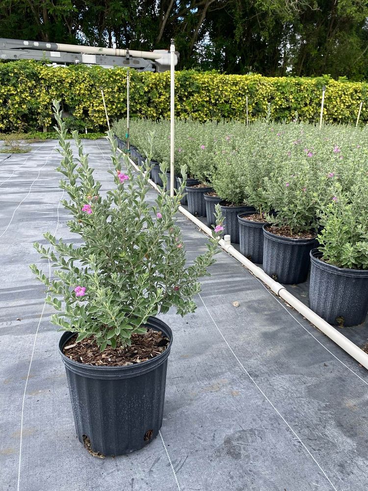 leucophyllum-frutescens-green-cloud-texas-sage-cenizo-barometer-bush-silverleaf-texas-ranger-purple-sage