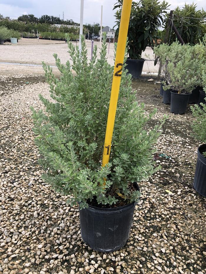 leucophyllum-frutescens-green-cloud-texas-sage-cenizo-barometer-bush-silverleaf-texas-ranger-purple-sage