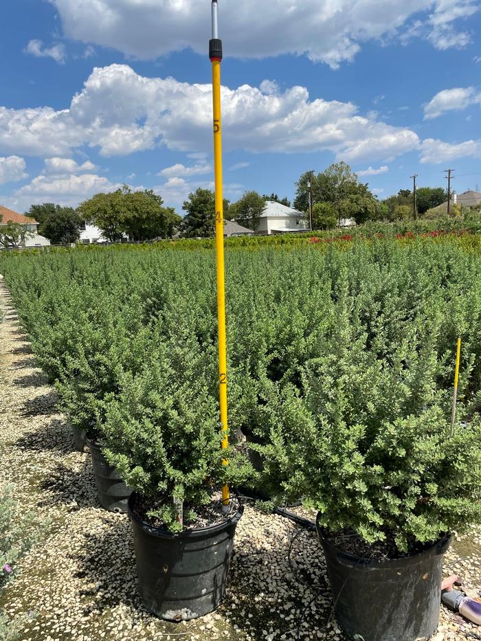 leucophyllum-frutescens-green-cloud-texas-sage-cenizo-barometer-bush-silverleaf-texas-ranger-purple-sage