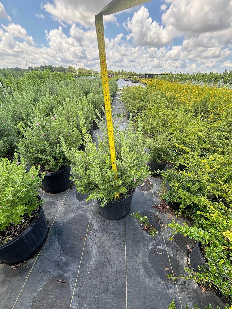 leucophyllum-frutescens-green-cloud-texas-sage-cenizo-barometer-bush-silverleaf-texas-ranger-purple-sage