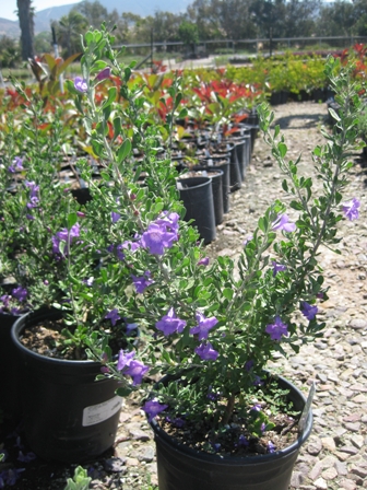 leucophyllum-frutescens-heavenly-cloud-texas-sage-cenizo-barometer-bush-silverleaf-texas-ranger-purple-sage