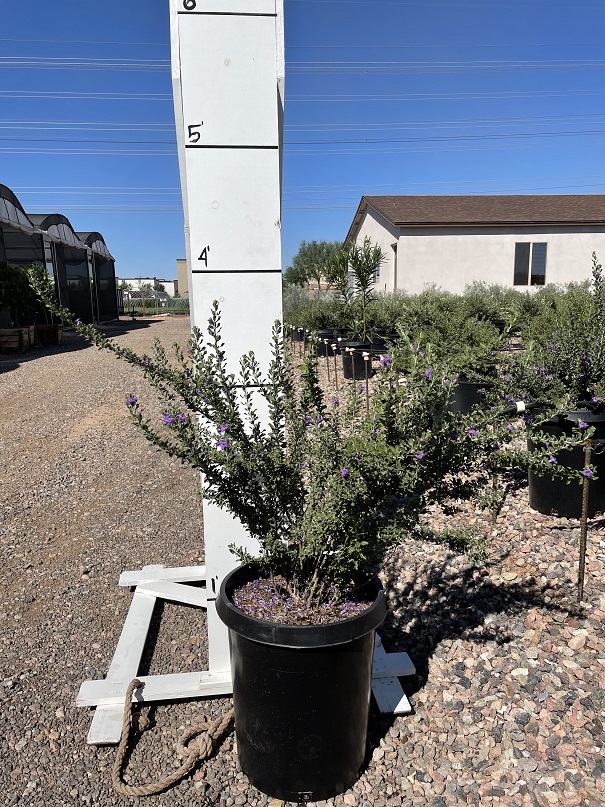 leucophyllum-frutescens-heavenly-cloud-texas-sage-cenizo-barometer-bush-silverleaf-texas-ranger-purple-sage