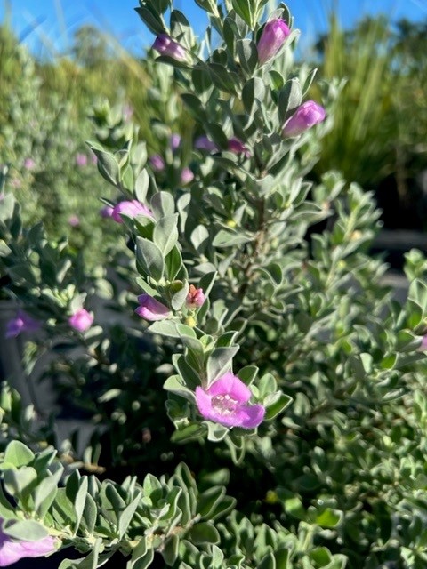 leucophyllum-frutescens-silver-star-texas-sage-cenizo-barometer-bush-silverleaf-texas-ranger-purple-sage