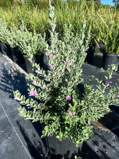 leucophyllum-frutescens-silver-star-texas-sage-cenizo-barometer-bush-silverleaf-texas-ranger-purple-sage