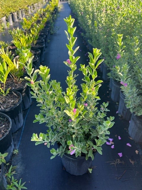 leucophyllum-frutescens-silver-star-texas-sage-cenizo-barometer-bush-silverleaf-texas-ranger-purple-sage