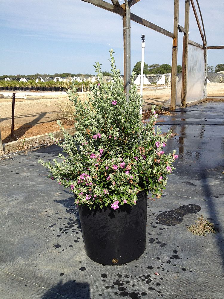 leucophyllum-frutescens-texas-sage-cenizo-barometer-bush-silverleaf-purple-sage-texas-ranger