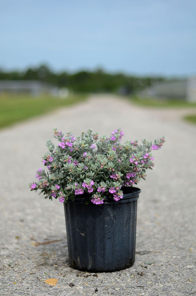 leucophyllum-frutescens-texas-sage-cenizo-barometer-bush-silverleaf-purple-sage-texas-ranger
