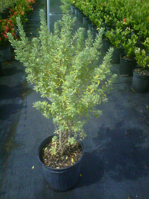 leucophyllum-frutescens-texas-sage-cenizo-barometer-bush-silverleaf-purple-sage-texas-ranger