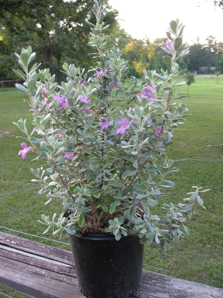 leucophyllum-frutescens-texas-sage-cenizo-barometer-bush-silverleaf-purple-sage-texas-ranger