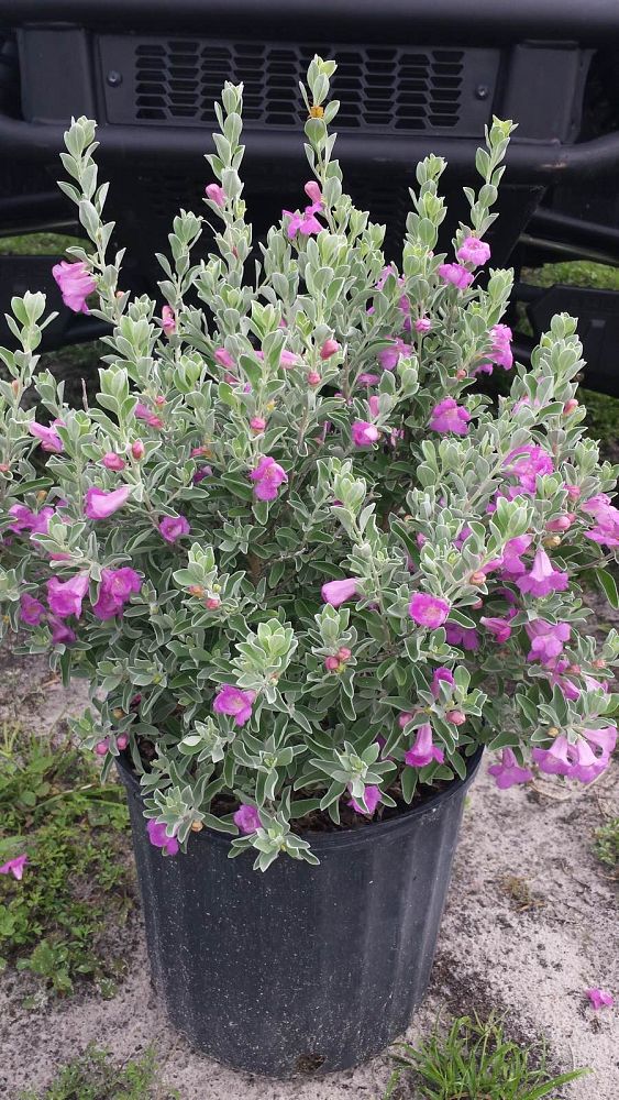 leucophyllum-frutescens-texas-sage-cenizo-barometer-bush-silverleaf-purple-sage-texas-ranger