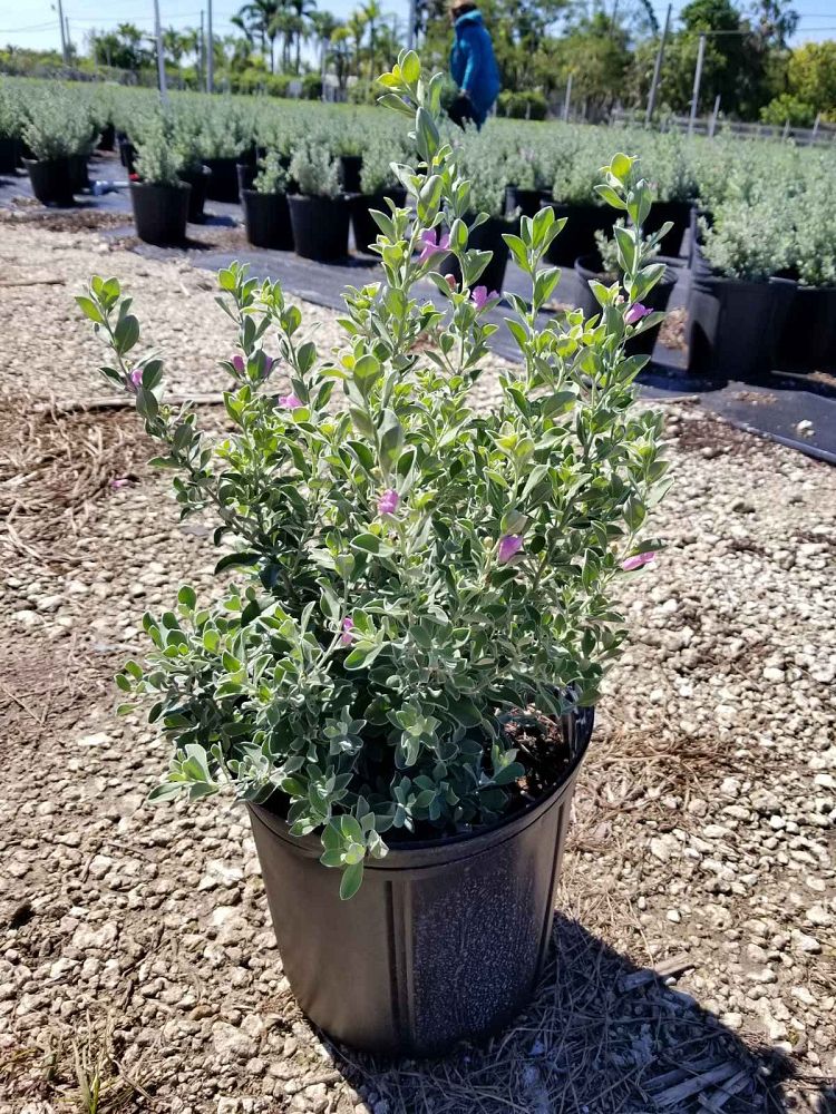 leucophyllum-frutescens-texas-sage-cenizo-barometer-bush-silverleaf-purple-sage-texas-ranger