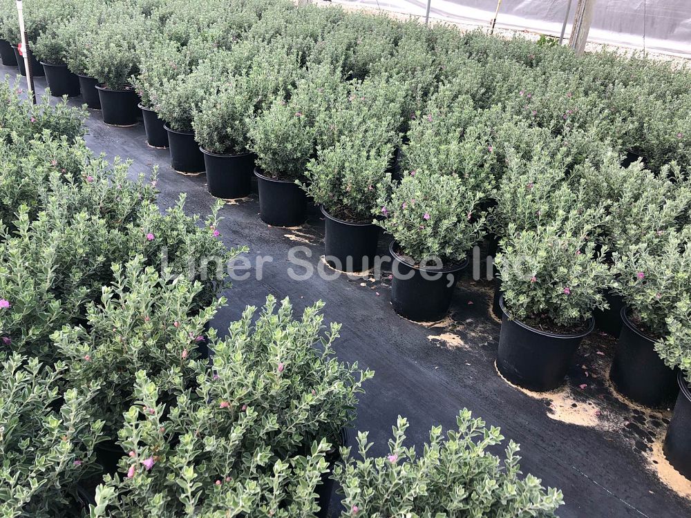 leucophyllum-frutescens-texas-sage-cenizo-barometer-bush-silverleaf-purple-sage-texas-ranger